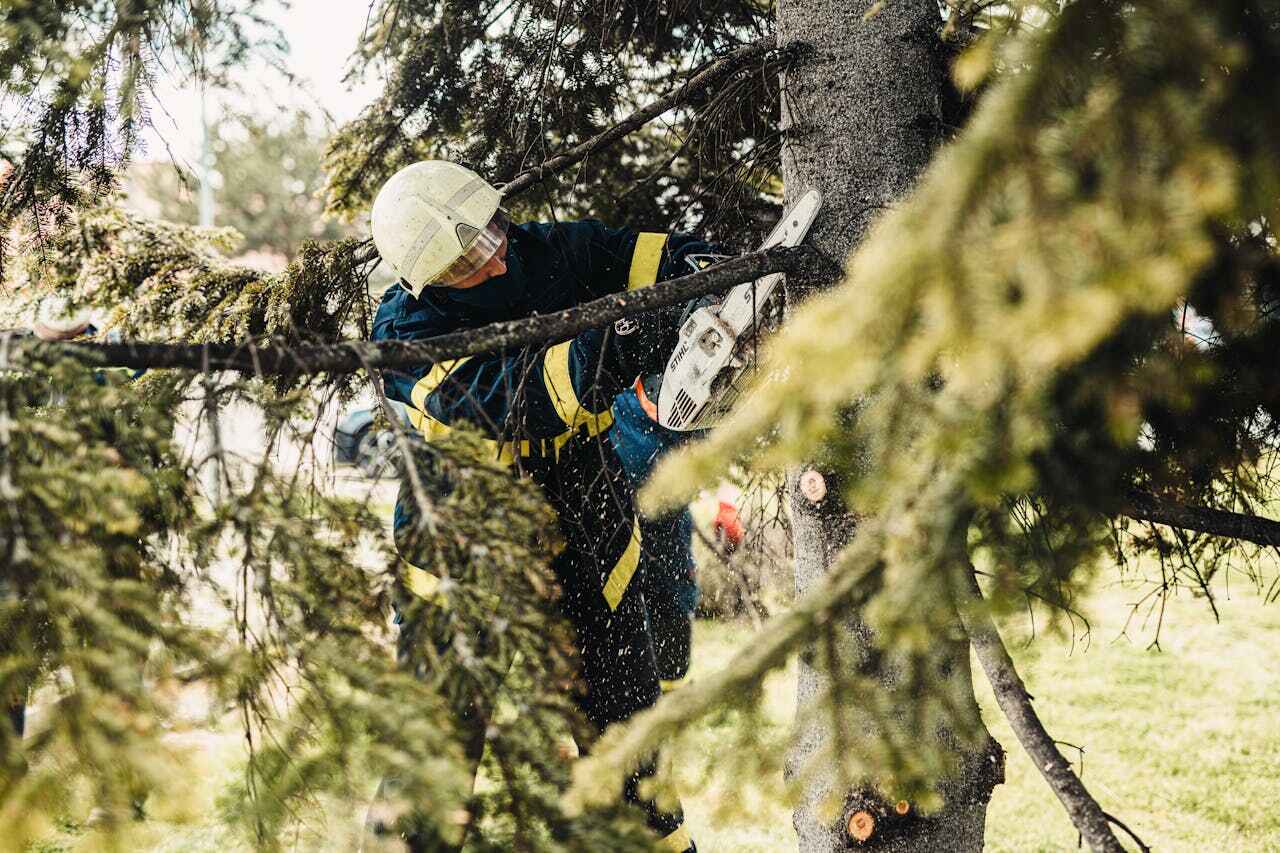 Emergency Storm Tree Removal in Stacy, MN